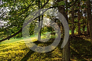 Autumn landscape with autumn trees in the park. Autumn nature -yellowed autumn park in autumn sunny weather.