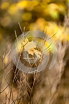 Autumn landscape background. Beautiful autumn landscape on sunny day, yellow, red leaves fall from trees. Bright warm autumn