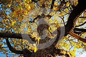 Autumn landscape background. Big oak tree with yellow leaves against clear blye sky in sunny day
