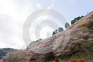 Autumn landscape background Red leave in Obara Nagoya Japan