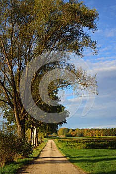 Autumn landscape in Bavaria in portrait format with a tree and an avenue on a path with bright colors against a blue sky with