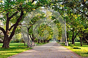 Autumn landscape - beautiful autumn walkway in park. Manchurian