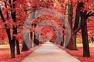 Autumn landscape, beautiful city park with fallen red and yellow leaves