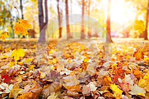 Autumn landscape, beautiful city park with fallen yellow leaves