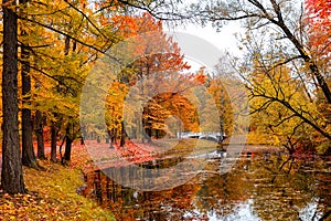 Autumn landscape, beautiful city park with fallen yellow leaves