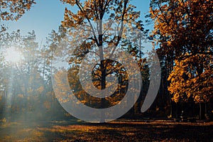 Autumn landscape beautiful colored trees in the forest, glowing in sunlight. wonderful picturesque background. color in