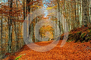 Autumn landscape beautiful colored trees over the forest