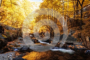 Autumn landscape beautiful colored trees over the river, glowing in sunlight. wonderful picturesque background