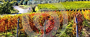Autumn landscape - beautiful vineyards of Tuscany, Italy photo