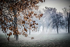 Autumn Landscape in Belgrade