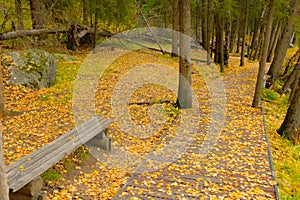 Autumn landscape. A bench under yellow leaves tree and wooden waking path. Colorful fall natural background