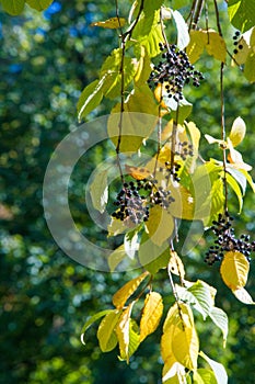 Autumn landscape, berries bird cherry. a small wild cherry tree or shrub, with bitter black fruit that is eaten by birds