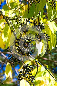 Autumn landscape, berries bird cherry. a small wild cherry tree or shrub, with bitter black fruit that is eaten by birds