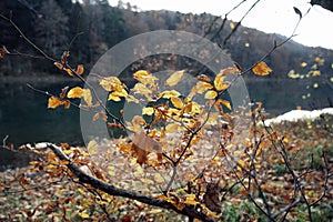 Autumn landscape on the Biogradsko lake. Biogradska Gora National Park, Montenegro.