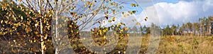 Autumn landscape, birch on the background of meadows and pine forest