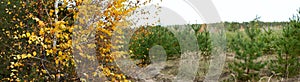 Autumn landscape, birch on the background of the road and a young pine forest