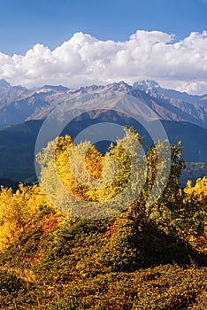 Autumn Landscape with birch forest and mountain peak Ushba photo