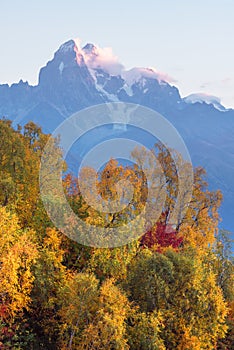 Autumn Landscape with birch forest and mountain range