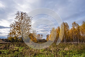 Autumn landscape with a birch grove and a large lonely tree on a cloudy day