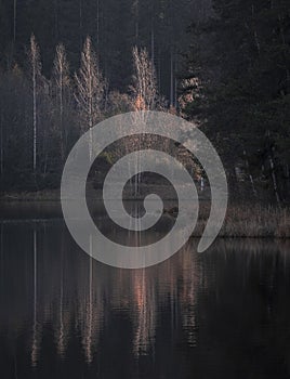 Autumn landscape,  birch leaves are reflected in the water of a forest lake against a background of dark fir trees
