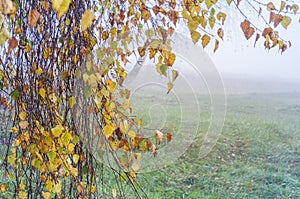 Autumn landscape, birch thin branches on a foggy background