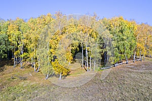 Autumn landscape, birch tree forest