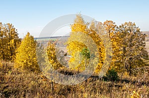 Autumn landscape, birches oak maple trees were painted in autumn