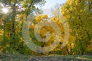 Autumn landscape, birches oak maple trees were painted in autumn