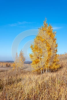 Autumn landscape, birches trees were painted in autumn colors, old grass