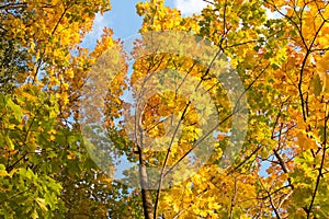 Autumn landscape on blue sky