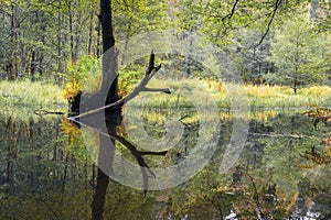 Autumn landscape bogland. Swamp near lake in the woodland