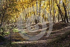 Autumn landscape, boulevard in the month of November photo