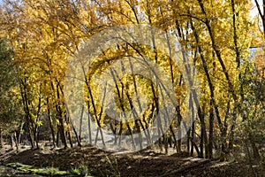 Autumn landscape, boulevard in the month of November photo