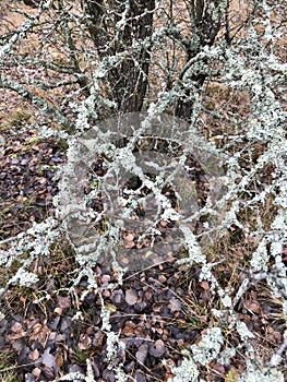 Autumn landscape. Branches of wood covered with moss and lichen.