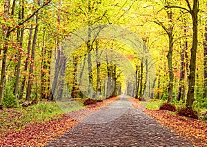 Autumn landscape, brick road between trees, fallen leaves