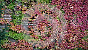 Autumn landscape on a brick wall