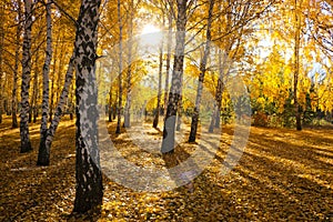 Autumn landscape with bright yellow leaves paint. A ray of sunshine among the foliage and branches.