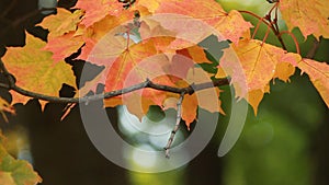 Autumn Landscape - bright yellow maple leaves tremble in the wind.