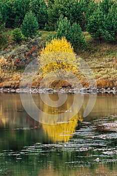 Autumn landscape. Bushes and trees are reflected in the water. Yellow foliage, orange sea buckthorn berries. Calm water surface.