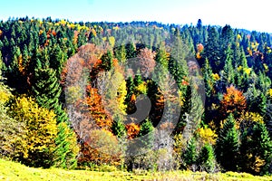 Autumn landscape in the Carpathian Mountains, Transylvania, Romania. Yellowed leaves and a beautiful nature