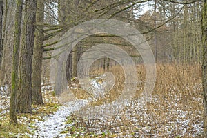 Autumn landscape of Central Russia. The first snow in the Park. Path through the trees