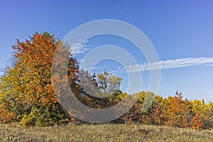 Autumn landscape of Cherna Gora mountain, Bulgaria