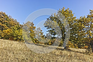 Autumn landscape of Cherna Gora mountain, Bulgaria