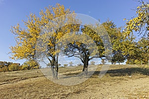 Autumn landscape of Cherna Gora mountain, Bulgaria