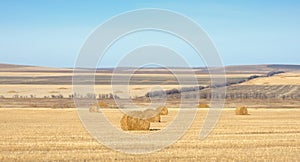 Autumn landscape with cleaned agricultural fields and golden hay rolls under blue sky