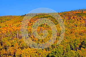 Autumn landscape in Colorado