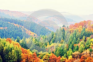 Autumn landscape with colorful fall trees. Fall nature background