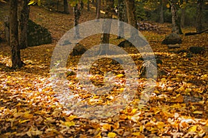 Autumn landscape. Colorful autumn forest.