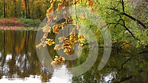 Autumn landscape - colorful leaves on a oak tree branch against the background of a pond. Leaf fall in the city park