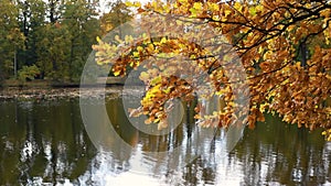 Autumn landscape - colorful leaves on a tree branch against the background of a pond. Leaf fall in the city park.Autumn